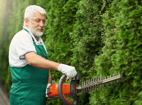 Side view of edery gardener with grey beard wearing green uniform and gloves cutting overgrown hedge using electric trimming machine. Senior man landscaping and taking care of outdoors plants.