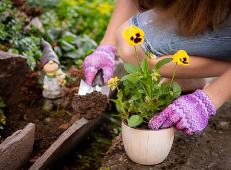 Woman's hands planting yellow flowers in the garden.
